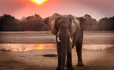 Wildlife Photography of Elephant during Golden Hour · Free Stock Photo