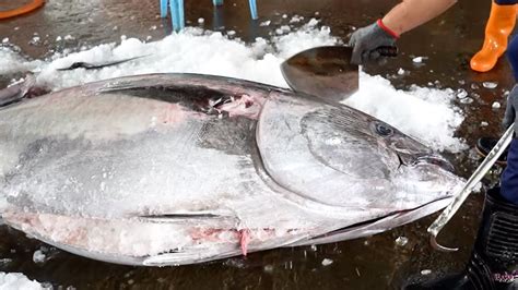 Fastest Knife And Fluentest Cutting Skills For Bluefin Tuna 最快的刀 黑鮪魚最