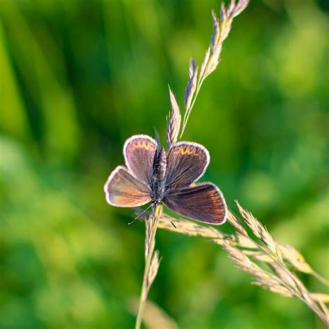 Una Mariposa Se Sienta En Un C Sped En Un Campo Foto Premium