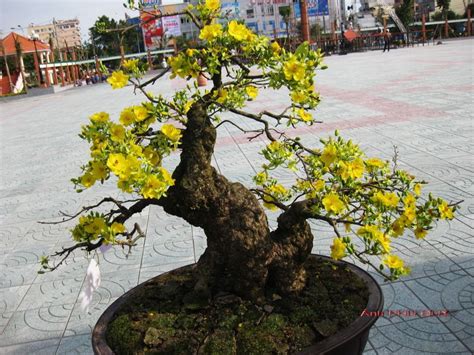 Hoa Mai Vang Bonsai