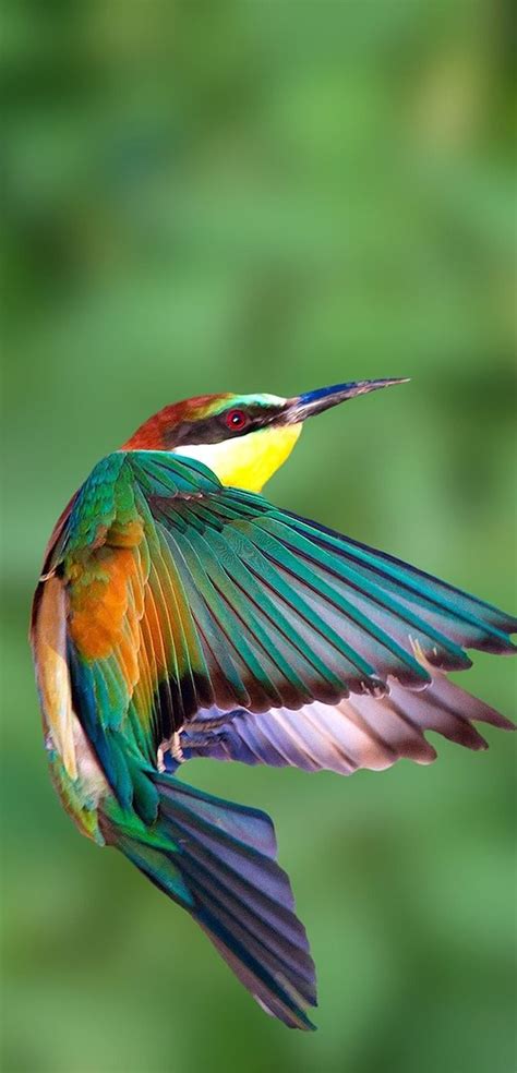 About Wild Animals Beautiful European Bee Eater In Flight Beautiful