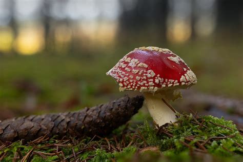 Fliegenpilz Im Wald Herbst Jensensphotography Flickr