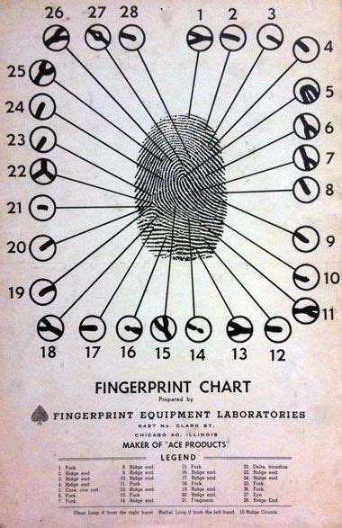 Fingerprint Chart Wonders Forensic Science Forensic Anthropology