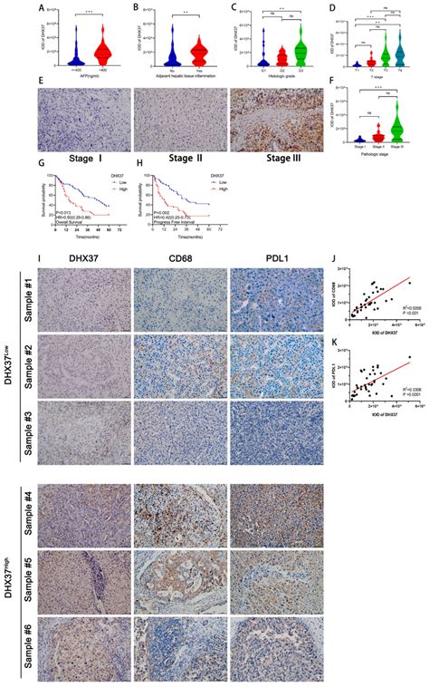 The Prognostic Value Of DHX37 And The Correlation Between Its