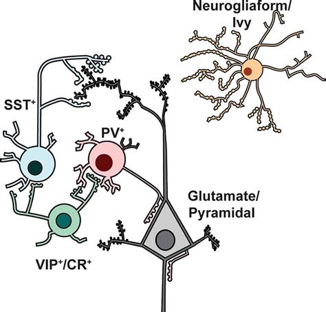 Synaptic Transmission Clinical Relevance Teachmephysiology