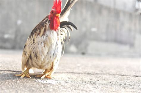 Poultry Farming: The Shocking Reality of Factory Farm Birds