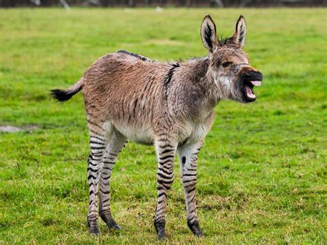 Rare Cross Between Donkey And Zebra Known As ‘zonkey Born On Somerset