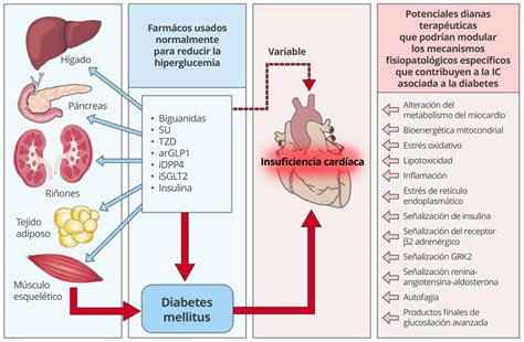 Cardiorrenal Es La Insuficiencia Card Aca Ic Es Un S Ndrome Cl Nico