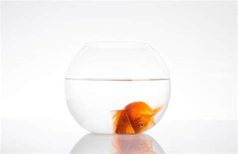 Dead Goldfish Stock Photos, Pictures & Royalty-Free Images - iStock