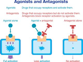 Agonist and antagonist