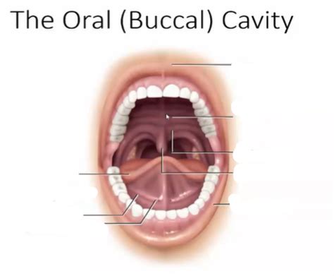 Diagram of oral buccal cavity diagram | Quizlet