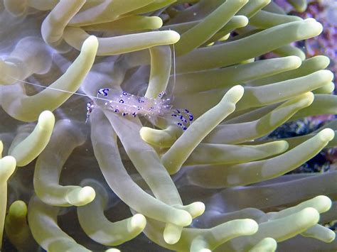 Philippines mars 2019 île de Malapascua Crevettes Ancylomenes