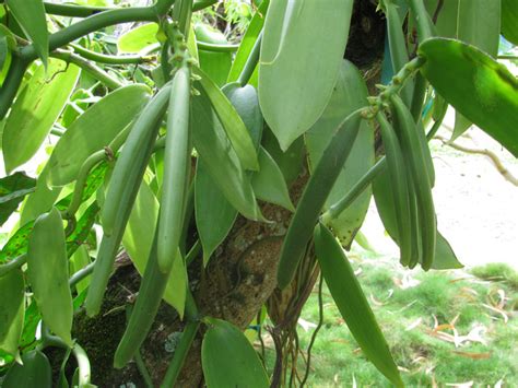 Vanille de l Orchidée à la Gousse