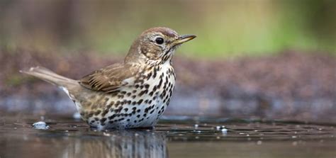 Wood Thrush Song | Free Sound Effects | Animal Sounds
