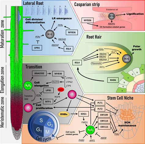 Frontiers Reactive Oxygen Species Link Gene Regulatory Networks