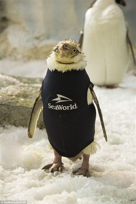 Adorable Naked Penguin Gets Special Wetsuit After Feather Loss