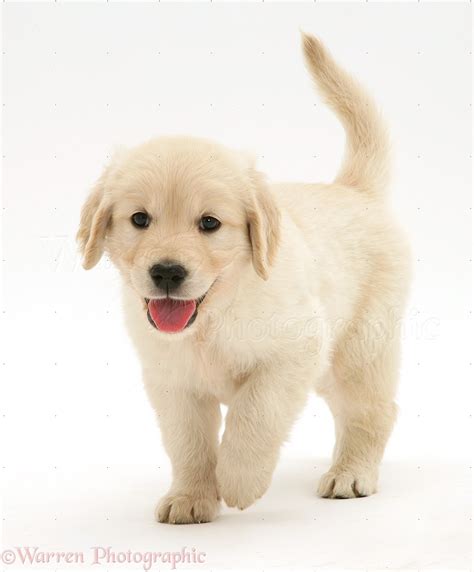 Dog: Golden Retriever puppy running forward photo WP30081