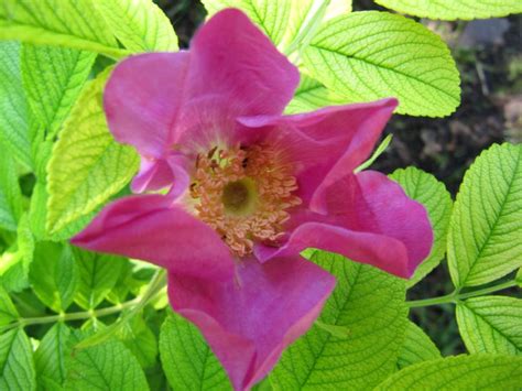 Apfelrose Kartoffelrose Hagebutte Rosa Rugosa Baumschule Horstmann