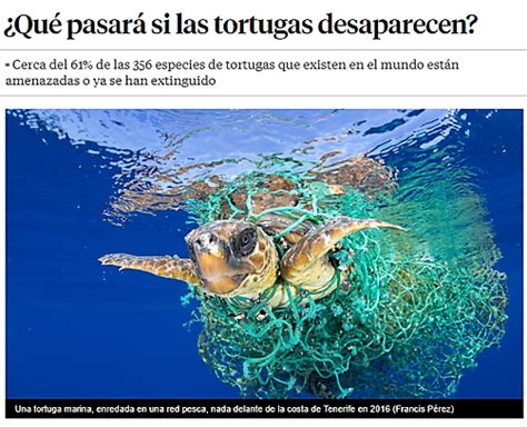 Qué pasará si las tortugas desaparecen Wildlife photography World