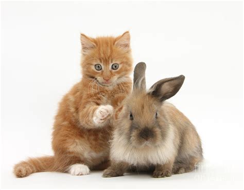 Ginger Kitten And Young Lionhead Lop 3 Photograph By Mark Taylor Pixels