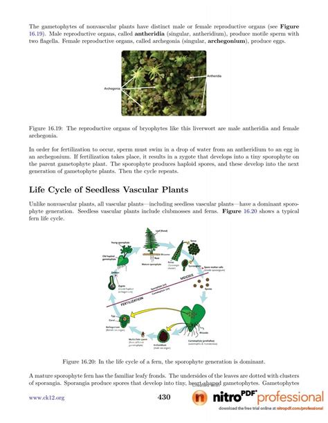 Life Cycle Of Seedless Vascular Plants Wikispaces