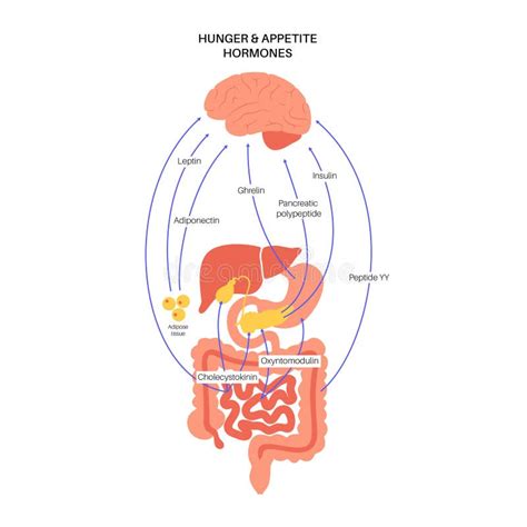 Hunger Appetite Hormones Stock Vector Illustration Of Food