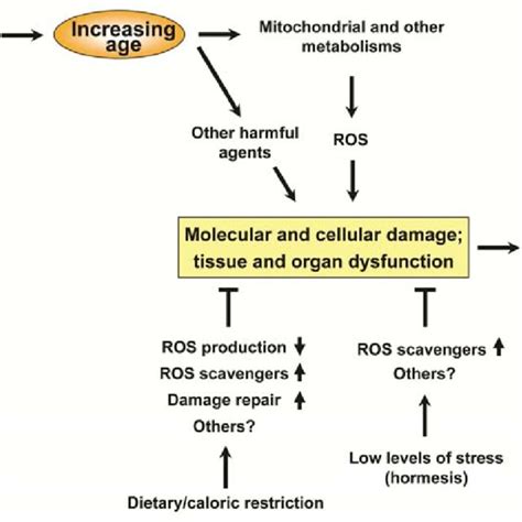 1 The Effects Of Oxidative Stress On Aging Oxidative Stress Eg