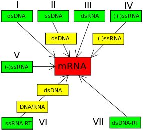 Virus ARN - EcuRed