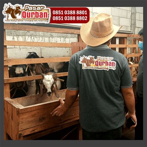 Wa 0851 0388 8801 Harga Kambing Qurban 2023 Surabaya Makanan Minuman