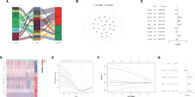 Frontiers Identification And Validation Of An Anoikis Related LncRNA