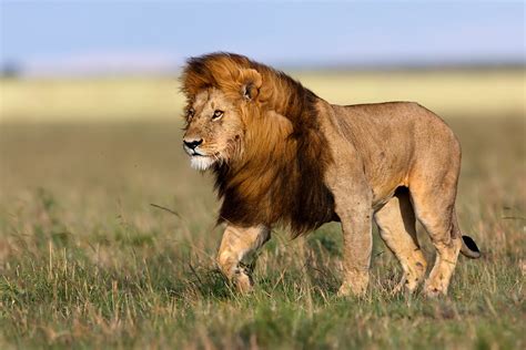 The Mane Event The Purpose Of Lion Manes Thomson Safaris