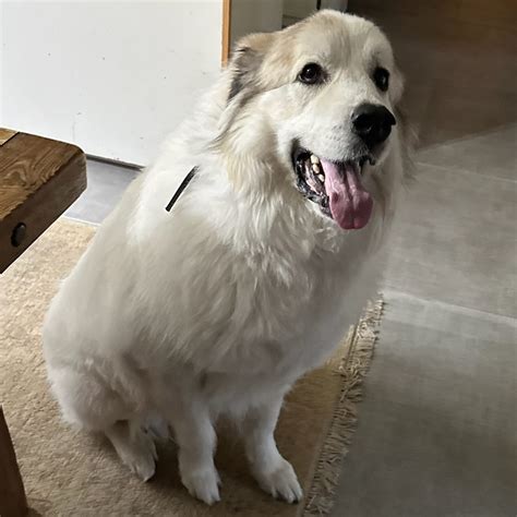 Skye Great Pyrenees Rescue Of Atlanta