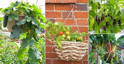 Best Vegetables For Hanging Baskets Balcony Garden Web