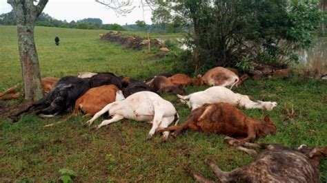 Raio Mata 19 Cabeças De Gado No Interior Do Rs Progresso News