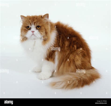 Brown Persian Cat