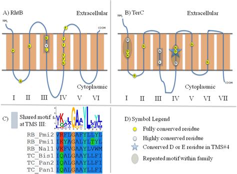 Schematic Diagrams Depicting Motifs And Highly Conserved Residues