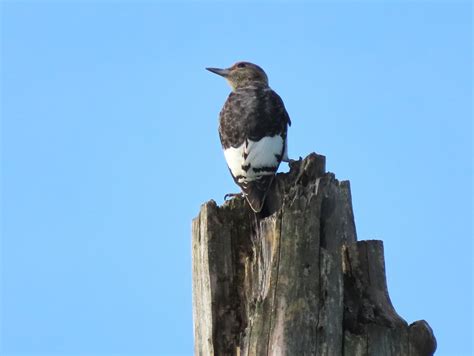 08/19/2020 Juvenile Red-headed Woodpecker