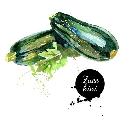 Premium Vector Zucchini Hand Drawn Watercolor Painting On White