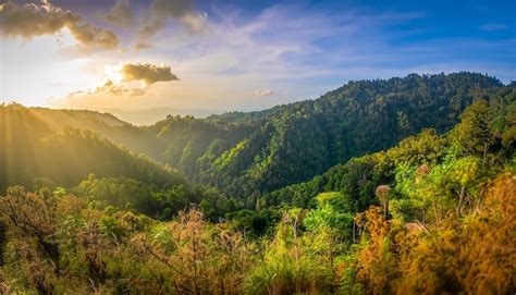 Floresta tropical árvores verdes na montanha ao pôr do sol no verão