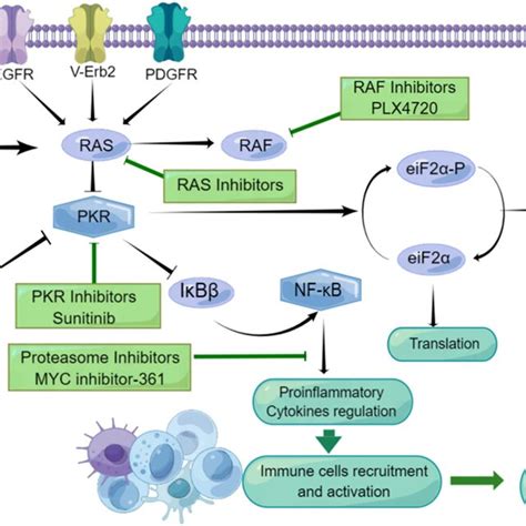 Viral Proteins And Small Molecule Compounds May Inhibit Signaling In