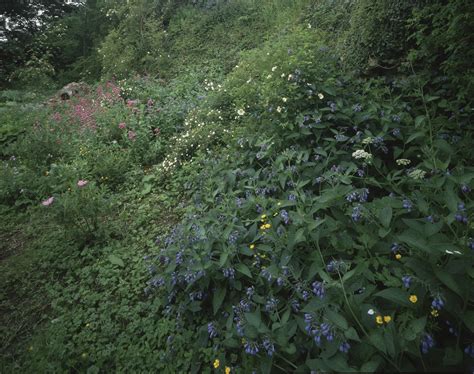 How To Grow And Care For Comfrey