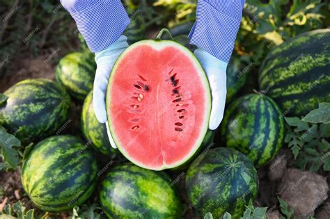 Premium Photo Watermelon Slice In Watermelon Field Fresh Watermelon Fruit On Ground