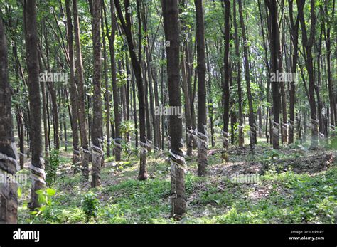 Rubber plantation hi-res stock photography and images - Alamy