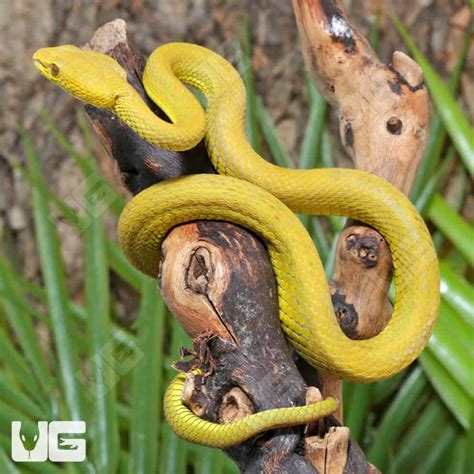 Yellow Wetar Island Pit Viper (Trimeresurus insularis) For Sale ...