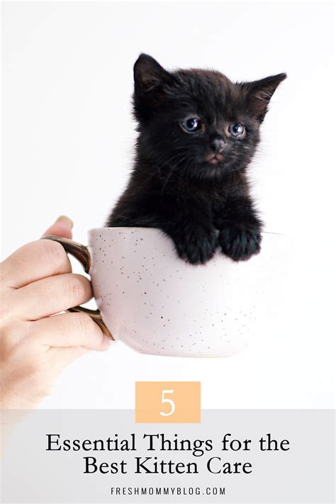 Essential Kitten Care Tips | Lifestyle | Fresh Mommy Blog