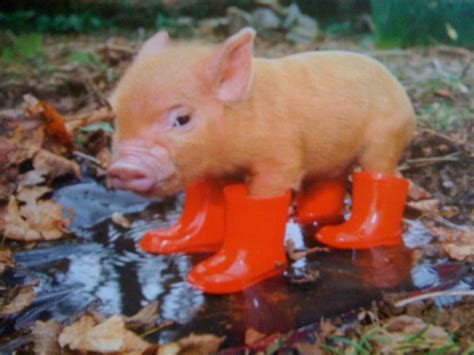 Pig In Boots