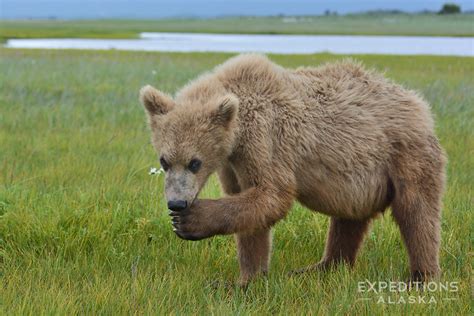 Brown Bear Cub at Hallo Bay, Katmai National Park, Alaska