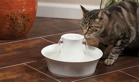 Best Cat Water Fountain Top 5 Models Reviewed And Buyers Guide