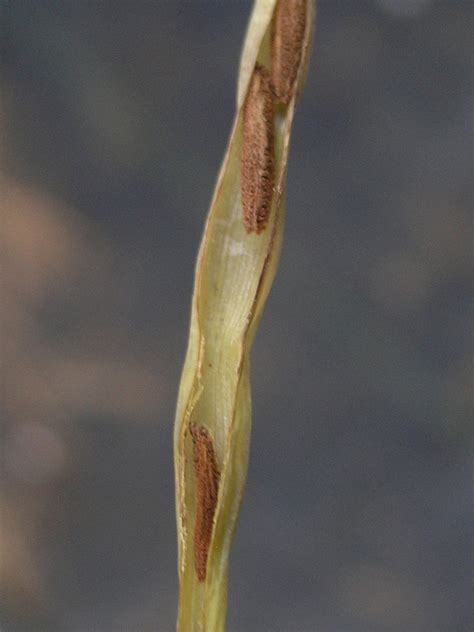 Family: Apocynaceae (dogbane family): Go Botany