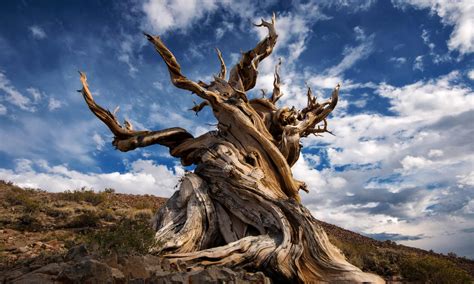 Methuselah The Worlds Oldest Living Organism